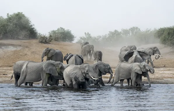 River, dust, elephants, drink, the herd