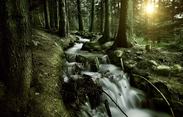 Forest, trees, stream