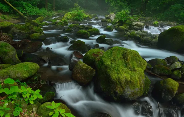 Forest, trees, river, stream, stones, moss