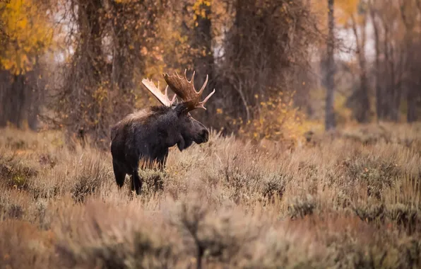 Picture autumn, forest, horns, profile, moose