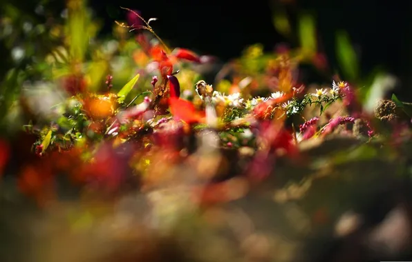 Macro, rays, light, flowers, nature, photo, background, Wallpaper