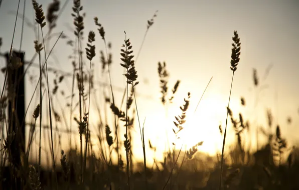 Grass, macro, sunset, the fence