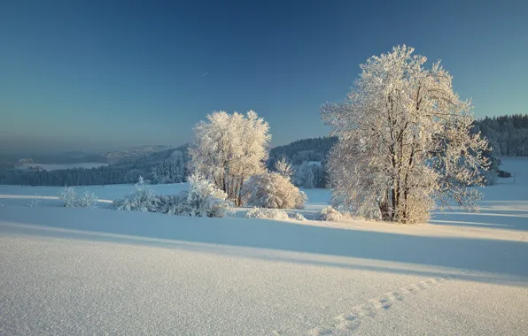 Picture winter, snow, trees, traces, Germany, Bayern, Germany, Bavaria