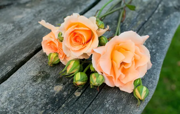 Flowers, orange, green, background, gentle, widescreen, Wallpaper, petals