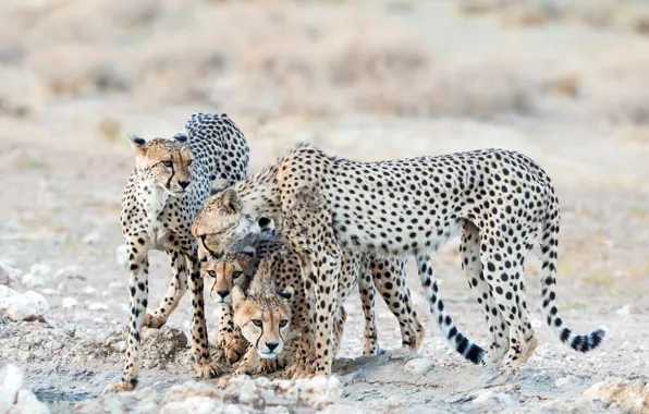 Nature, animals, cheetahs