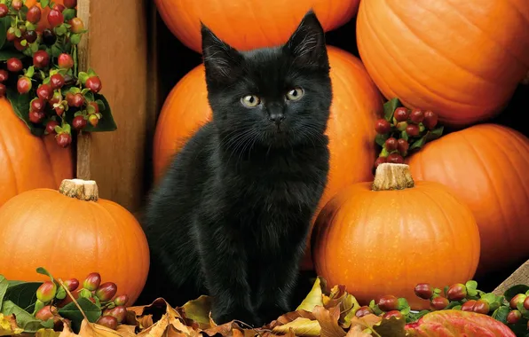 Autumn, cat, look, pose, berries, kitty, black, harvest