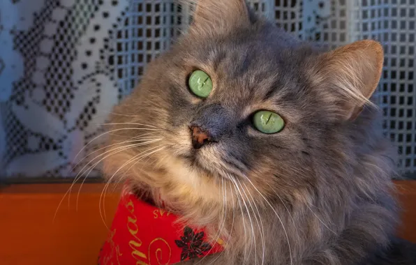 Cat, face, red, grey, shawl