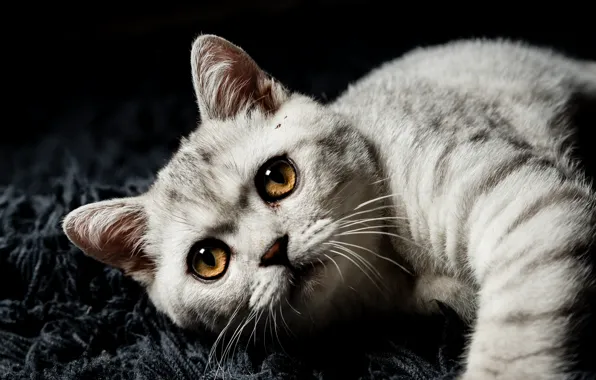 Cat, look, pose, kitty, grey, portrait, pile, muzzle