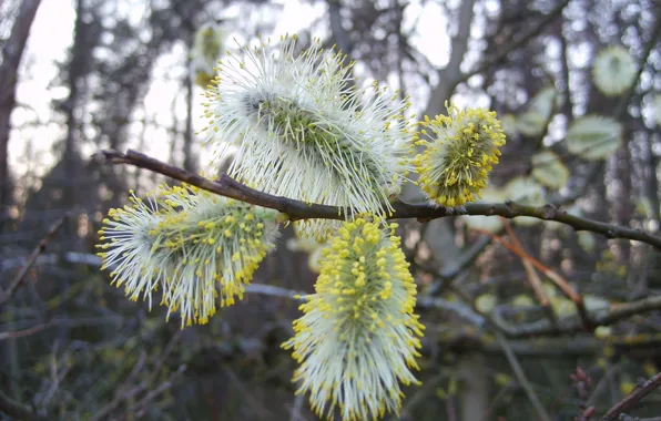 Tree, spring, kidney, seals