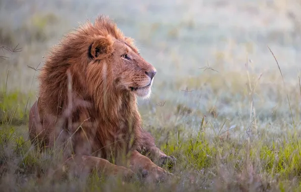 Grass, face, nature, predator, Leo, lies, resting, bokeh