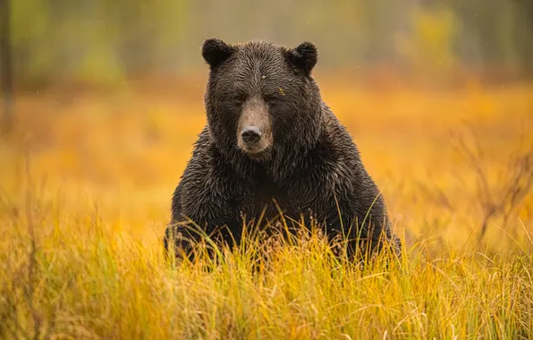 Autumn, look, nature, pose, bear, bear, face, brown
