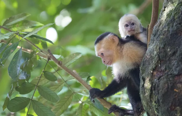 Branches, tree, foliage, monkey, monkey, cub, monkey, mom