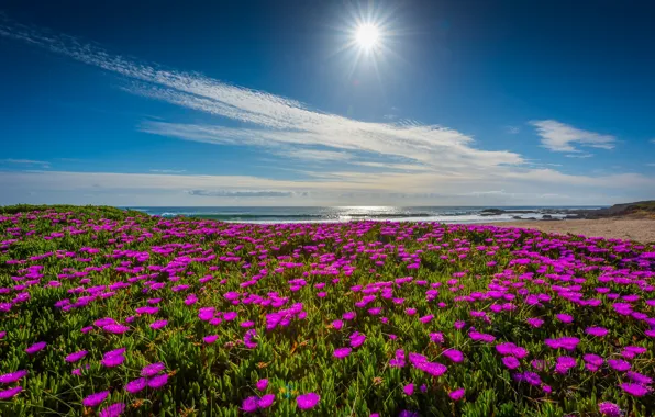 The sky, flowers, the ocean, coast, CA, Pacific Ocean, California, The Pacific ocean