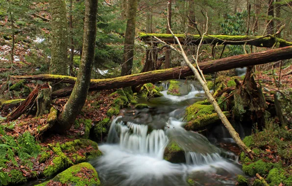 Nature, Autumn, Trees, Forest, Leaves, Stones, Branches, Stream