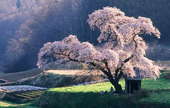 Tree, Sakura, the closet