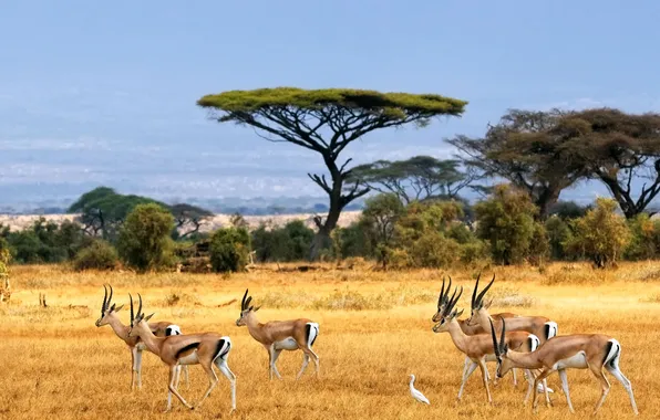 Field, animals, the sky, clouds, trees, landscape, nature, bird