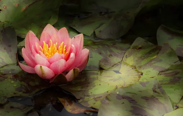 Flower, leaves, light, pond, pink, Lily, red, Nymphaeum