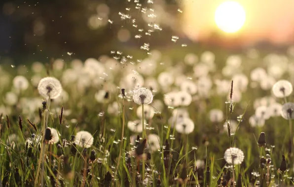 Summer, the sun, light, flowers, glade, fluff, meadow, dandelions
