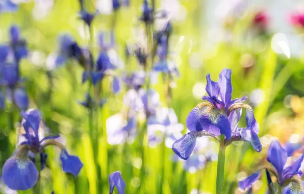 Flowers, spring, irises, lilac, bokeh