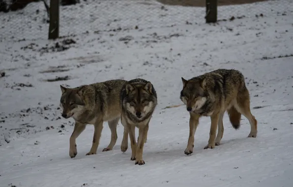 Picture snow, wolves, trio