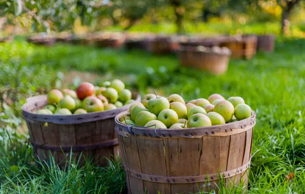 Picture nature, apples, garden
