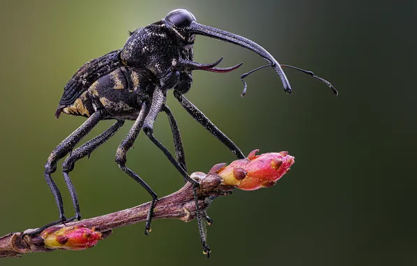 Beetle, insect, closeup