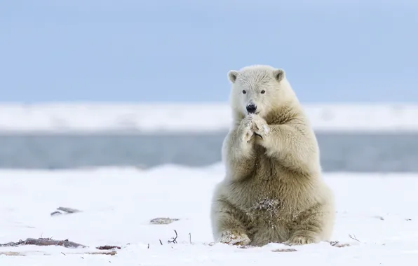 Picture bear, Alaska, Alaska, polar bear, polar bear