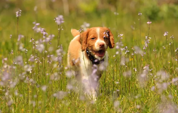 Picture flowers, dog, meadow, puppy, walk, pointing dog, Epagnol Breton, The Brittany