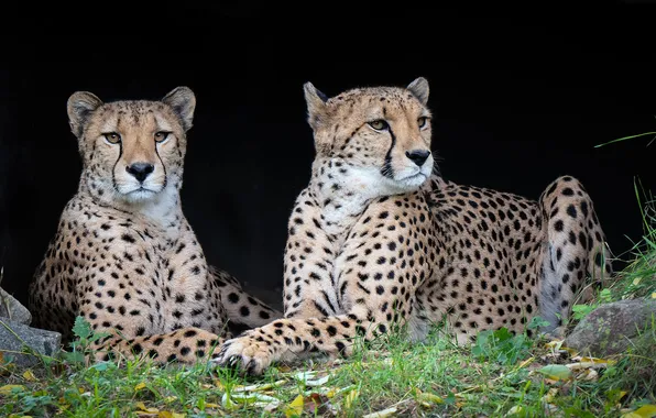 Look, nature, pose, Cheetah, muzzle, cheetahs, two Cheetah