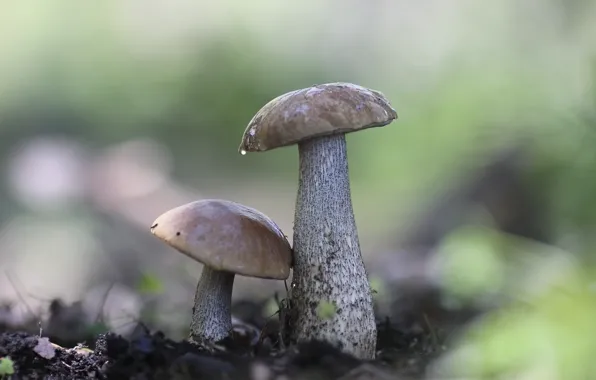 Picture forest, background, mushrooms