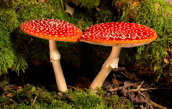 Mushrooms, Amanita, a couple