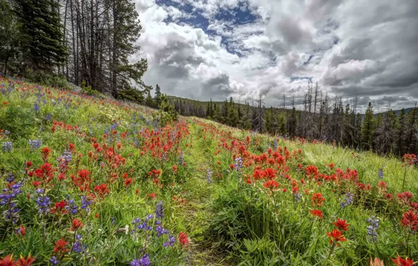 Forest, summer, flowers, nature