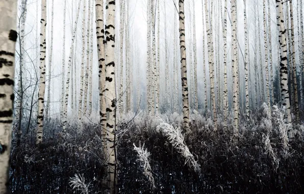 Picture cold, winter, forest, birch