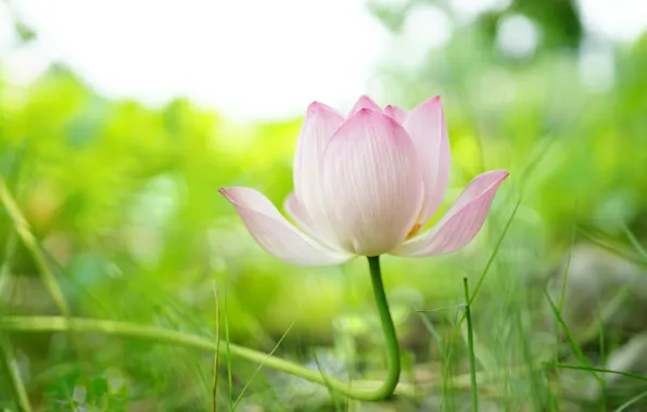 Greens, grass, light, flowers, nature, green, background, light