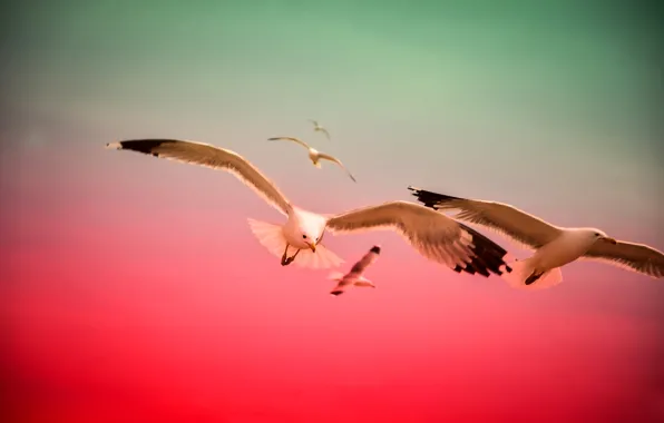 The sky, flight, birds, color, Seagull
