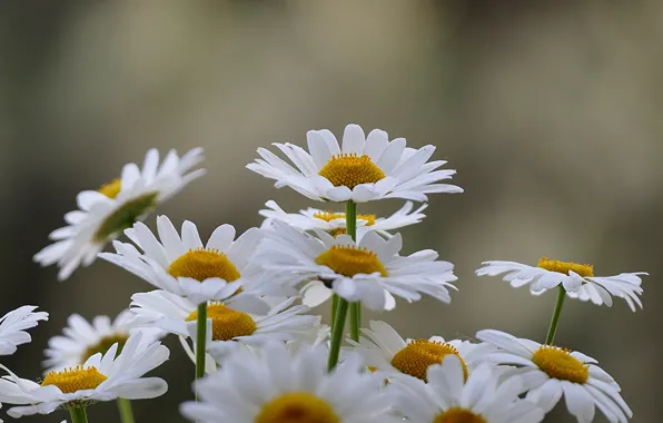 Picture macro, chamomile, suns