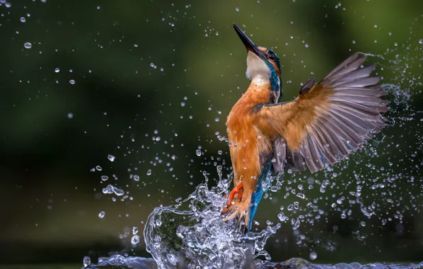 Water, drops, squirt, pose, background, bird, wings, splash