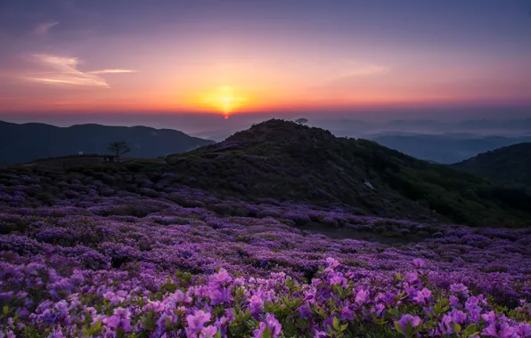 Picture summer, the sky, the sun, sunset, flowers, mountains, fog, hills