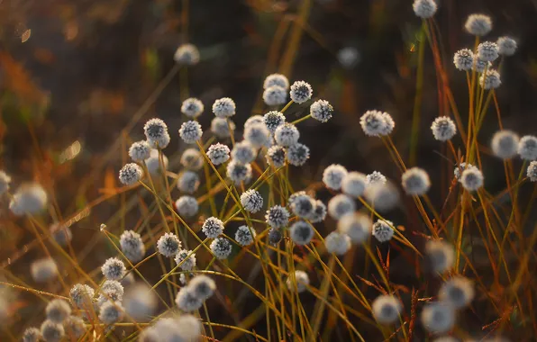 White, batonchiki, Fluff Field