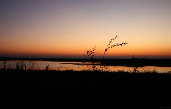 Picture the sky, sunset, river, plant, the evening, horizon