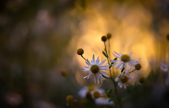 Picture flowers, nature, Wallpaper, chamomile, plants, flowering, spring wallpaper