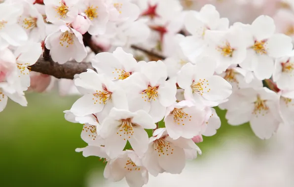 Picture nature, spring, Sakura