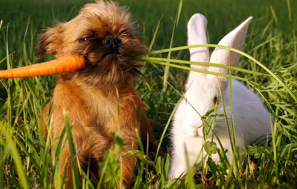 Picture GRASS, WHITE, RABBIT, GREEN, DOG, DOG, CARROT
