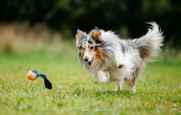 Picture grass, dog, sheltie, Ilya Yufa