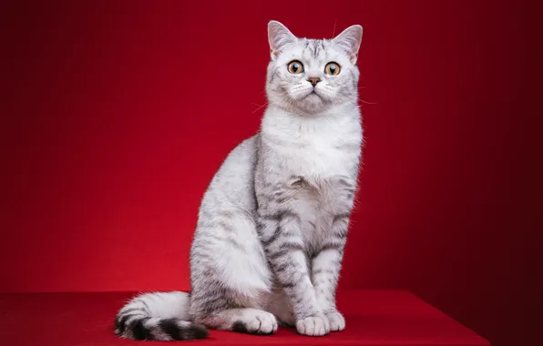 Picture cat, cat, look, sitting, red background, photoshoot, British, fotomodel
