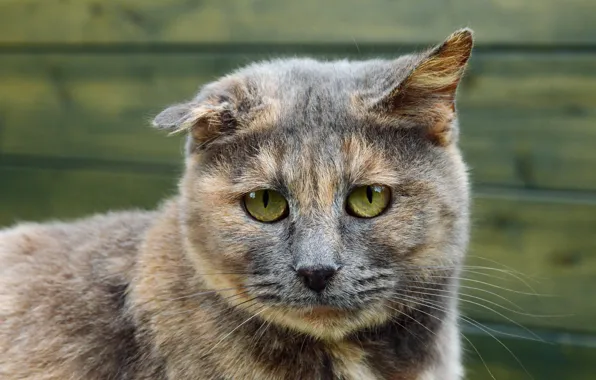 Picture cat, cat, look, face, background, Board, portrait, ears