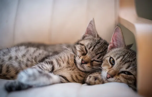 Cat, cats, kitty, together, mom, sleep