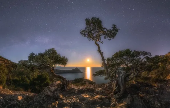 Picture sea, trees, landscape, mountains, night, nature, rocks, the moon