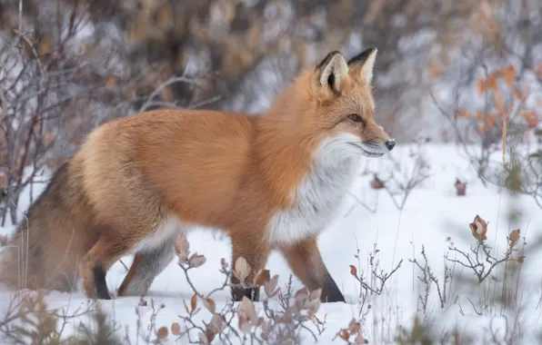 Winter, snow, Fox, red, the bushes