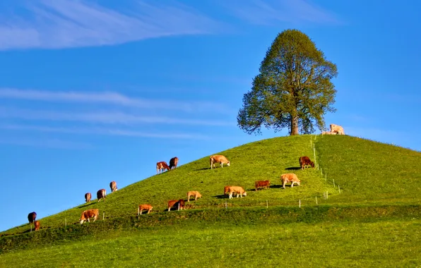 The sky, grass, tree, cows, hill, the herd